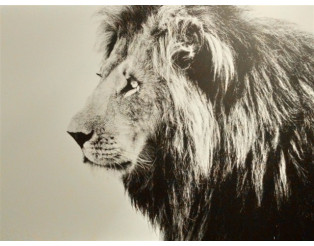Tableau Dibond 150x100 Lion