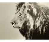 Tableau Dibond 150x100 Lion