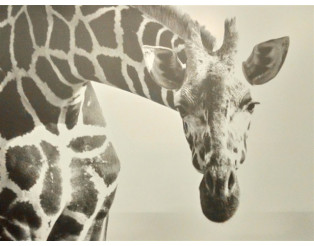 Tableau Dibond 150x100 giraffe