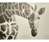 Tableau Dibond 150x100 giraffe