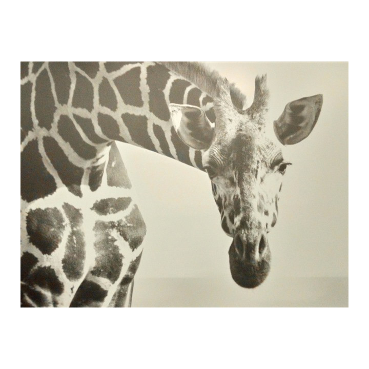 Tableau Dibond 150x100 giraffe