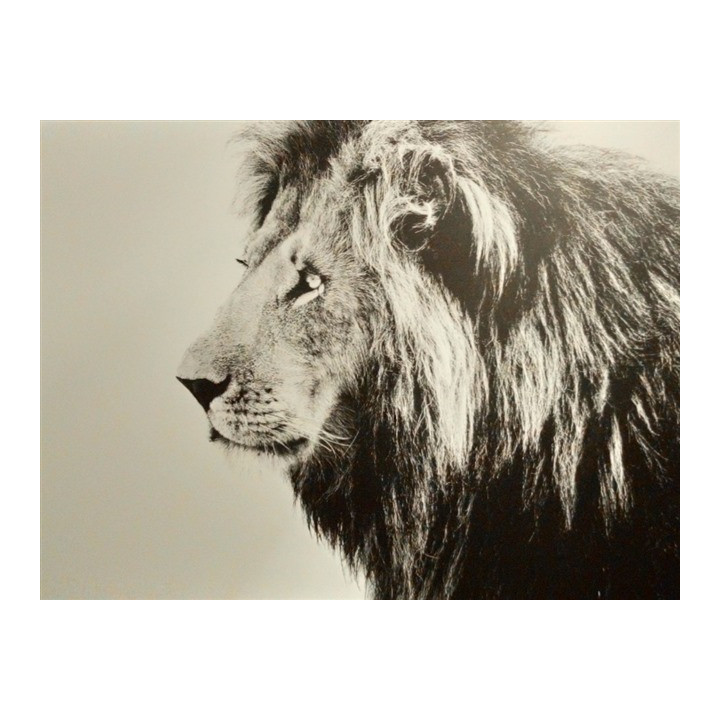 Tableau Dibond 150x100 Lion
